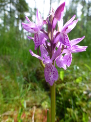Dactylorhiza traunsteineri