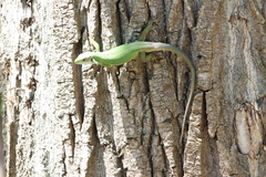 Lacerta viridis