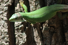 Lacerta viridis