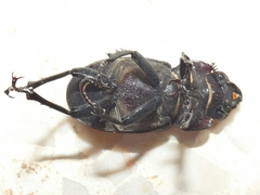 Lucanus