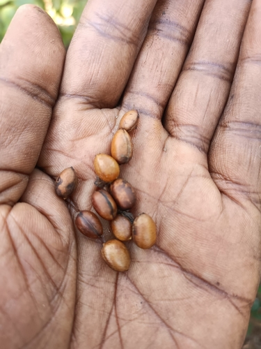 Coffea neoleroyi