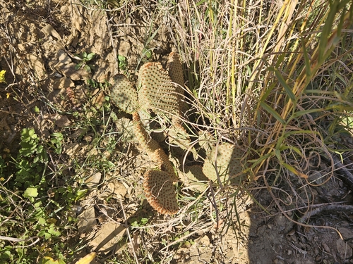 Image of Opuntia microdasys by (c) Marc Riera, some rights reserved (CC BY)