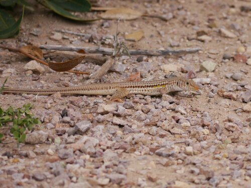 Latastia longicaudata longicaudata