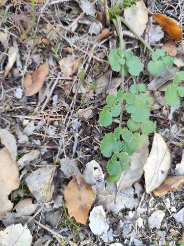 Image of Pimpinella villosa by (c) Vasco Henrique Oliveira Fonseca, some rights reserved (CC BY)