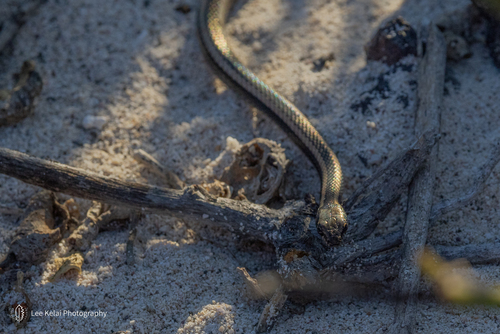Photo of a Santiago Racer (Pseudalsophis hephaestus)