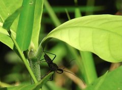 Rhynocoris marginellus