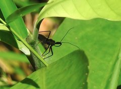 Rhynocoris marginellus