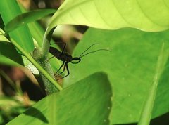 Rhynocoris marginellus