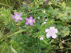 Geranium wlassovianum