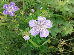 Geranium wlassovianum