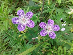 Geranium wlassovianum