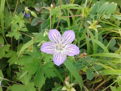 Geranium wlassovianum