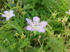 Geranium wlassovianum