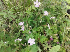 Geranium wlassovianum