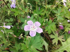 Geranium wlassovianum