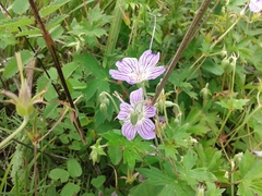 Geranium wlassovianum