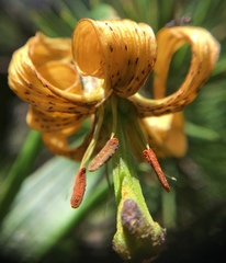 Lilium pyrenaicum