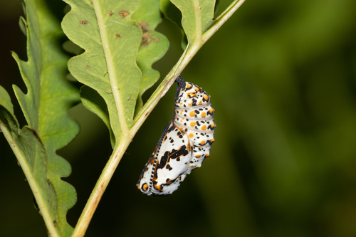 Baltimore Checkerspot