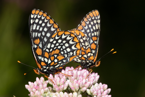 Baltimore Checkerspot