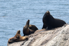 Zalophus californianus