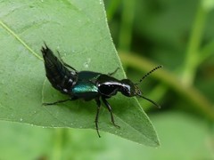 Philonthus caeruleipennis