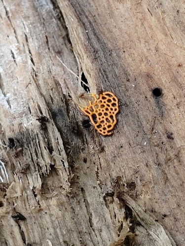 Pretzel slime mold