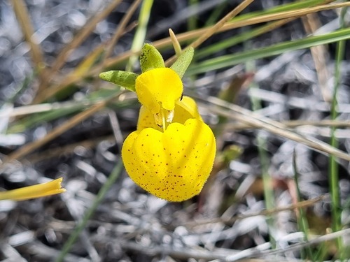 Calceolaria polyrhiza (Calceolaria polyrhiza)