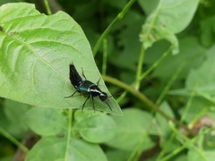 Philonthus caeruleipennis