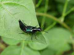 Philonthus caeruleipennis
