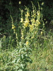 Verbascum pyramidatum
