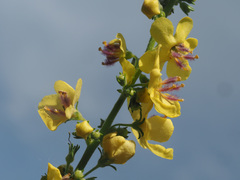 Verbascum pyramidatum