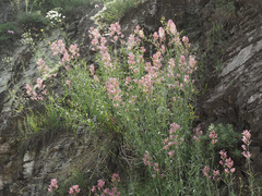 Centranthus longiflorus