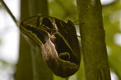 Eryphanis aesacus
