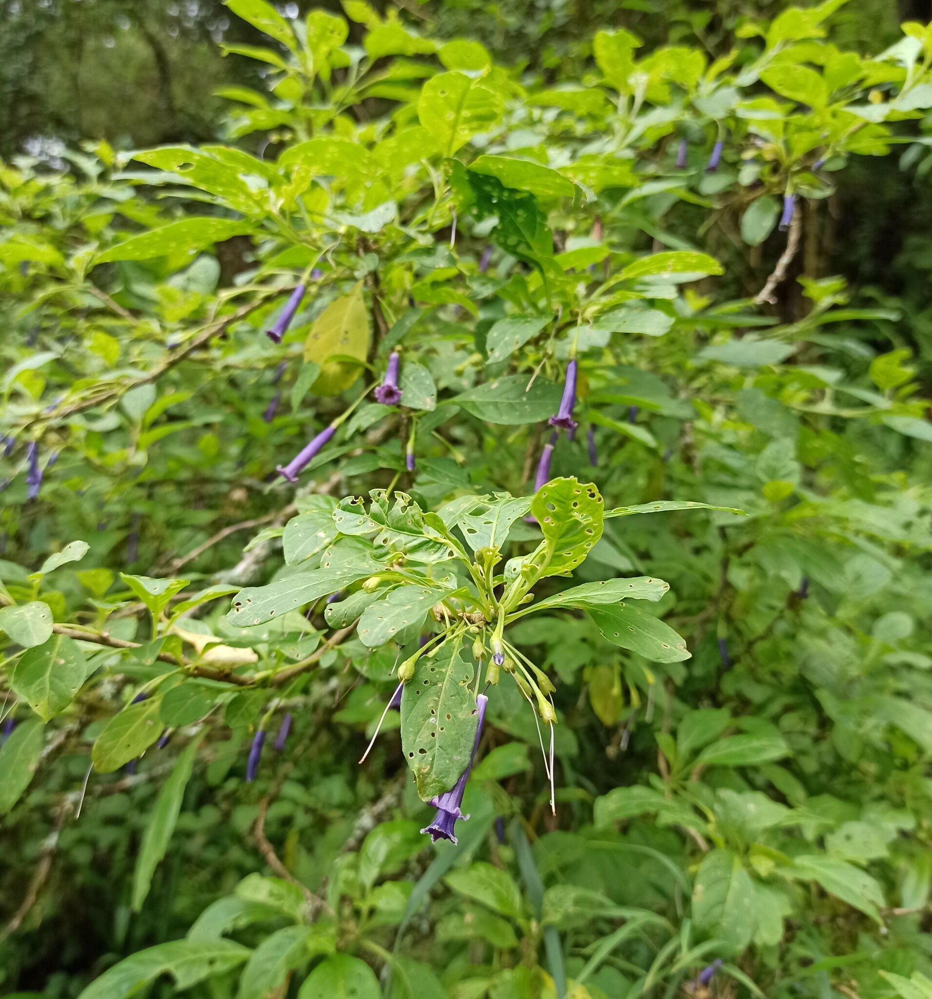 Imagem de Pimenteira-de-jardim