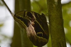 Eryphanis aesacus