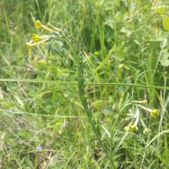 Lithospermum strictum