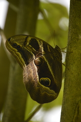 Eryphanis aesacus