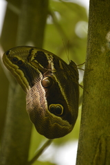 Eryphanis aesacus