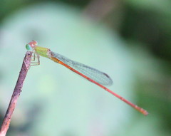 Ceriagrion olivaceum
