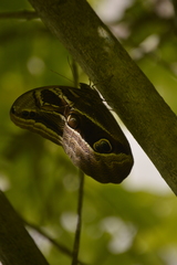 Eryphanis aesacus