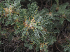 Astragalus microcephalus