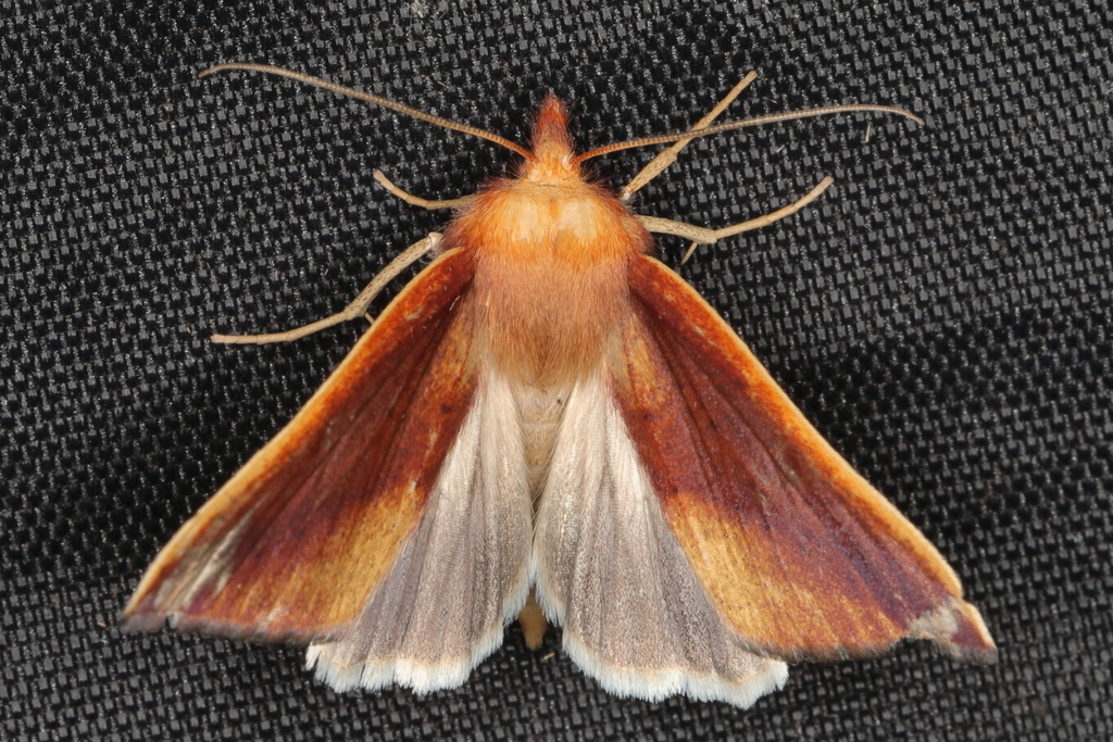 Mauna