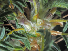 Astragalus microcephalus