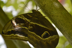 Eryphanis aesacus