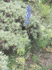 Delphinium schmalhausenii
