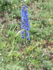 Delphinium schmalhausenii