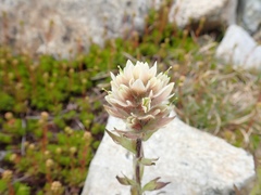 Castilleja parviflora albida