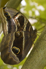 Eryphanis aesacus