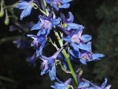Delphinium schmalhausenii