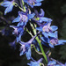 Delphinium schmalhausenii - Photo (c) Felix Riegel, some rights reserved (CC BY-NC), uploaded by Felix Riegel